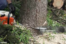 Best Commercial Tree Services  in Bluffton, IN